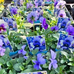 花苗　パンジー、ビオラ多品種の画像