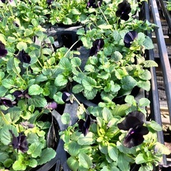 花苗　パンジー、ビオラ多品種の画像