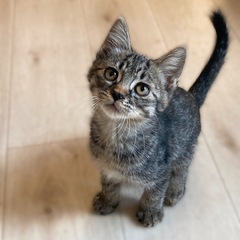 苫小牧キャッツ『龍央（りお）』