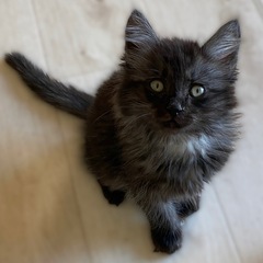 苫小牧キャッツ『星彩（のあ）』