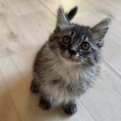 【応募多数の為一時停止】苫小牧キャッツ『星那（せな）』