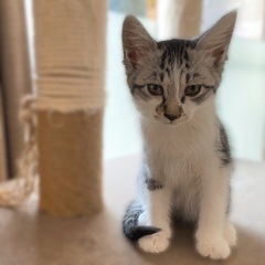 苫小牧キャッツ『月歌（るか）』