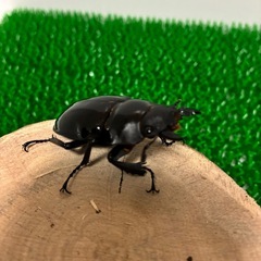 【成虫ペア】インターメディアツヤクワガタ　ペア　オス♂85mmオーバー メス♀50mmオーバー B品　②の画像