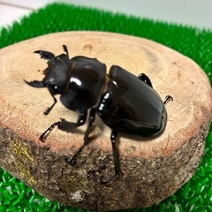 【成虫ペア】インターメディアツヤクワガタ　ペア　オス♂85mmオーバー メス♀50mmオーバー B品　②の画像