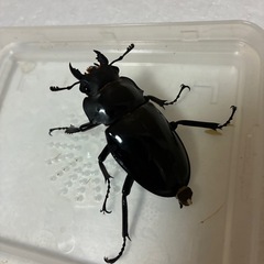 【成虫ペア】インターメディアツヤクワガタ　ペア　オス♂85mmオーバー メス♀50mmオーバー B品　②の画像