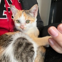 生後2ヶ月のデコちゃん❤️至急里親募集中‼️