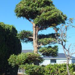 庭木（真樹）の植木！高さ：４ｍ・幅：８０Ｃｍ・段作りにて豪華です。の画像