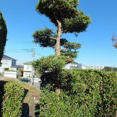 庭木（真樹）の植木！高さ：４ｍ・幅：８０Ｃｍ・段作りにて豪華です。の画像
