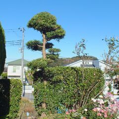 庭木（真樹）の植木！高さ：４ｍ・幅：８０Ｃｍ・段作りにて豪華です。の画像