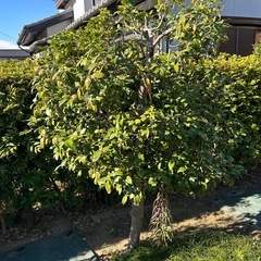 庭木の画像