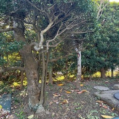 庭木の画像