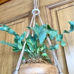 アスプレニウム　ブルースターと木製吊り鉢の画像