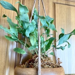アスプレニウム　ブルースターと木製吊り鉢の画像