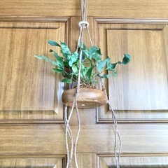 アスプレニウム　ブルースターと木製吊り鉢の画像