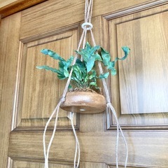 アスプレニウム　ブルースターと木製吊り鉢の画像