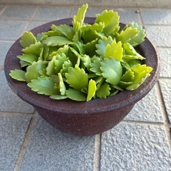 多肉植物・子宝草の画像