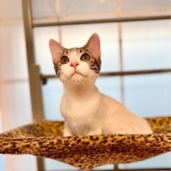 しっぽの先がチャームポイントの白キジくん