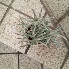 カレープラント（ハーブ）　カレーの香りと美しいシルバーリーフ　（余剰苗）の画像