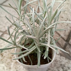 カレープラント（ハーブ）　カレーの香りと美しいシルバーリーフ　（余剰苗）の画像