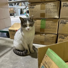 12. エコカラット　3箱の画像