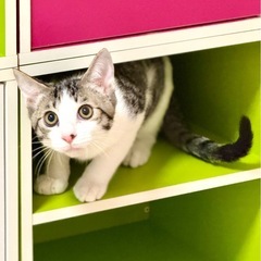 お鼻に小さなホクロが可愛い子