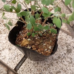 「ホワイトソルト・ブッシュ（ラゴディア・ハスタータ）」　オージープランツ（余剰苗）の画像