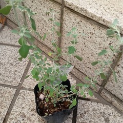 「ホワイトソルト・ブッシュ（ラゴディア・ハスタータ）」　オージープランツ（余剰苗）の画像