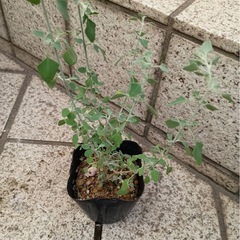 「ホワイトソルト・ブッシュ（ラゴディア・ハスタータ）」　オージープランツ（余剰苗）の画像