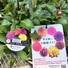取引中花鉢色々セットの画像