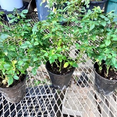 取引中花鉢色々セットの画像