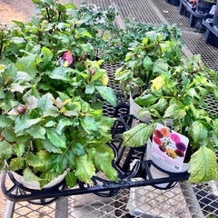 取引中花鉢色々セットの画像