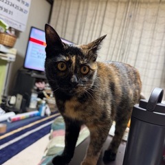 【急募】★さび猫★ 愛らしい猫の家族になってくれる方を探し…