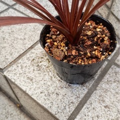  コルジリネ（銅葉）（余剰苗）の画像