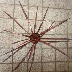  コルジリネ（銅葉）（余剰苗）の画像