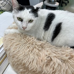 13.エコカラットの画像