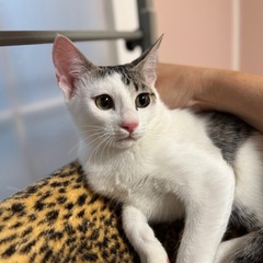 キジ白の美少女