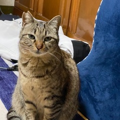 【急募】★キジネコ★愛らしい猫の家族になってくれる方を探し…