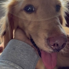 ミニチュアダックス♂ ３歳