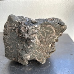 化石  貝②の画像