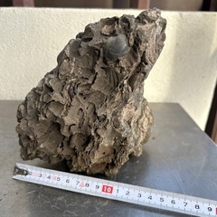 化石  貝②の画像