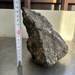 化石  貝②の画像