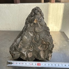 化石  貝②の画像