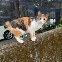 【急募】★三毛猫★ 愛らしい猫の家族になってくれる方を探し…