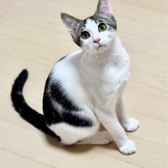 ゴロゴロの正統派イケメンのキジ白くん