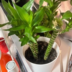 観葉植物まとめ売りの画像