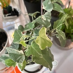 観葉植物まとめ売りの画像