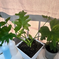 観葉植物まとめ売りの画像