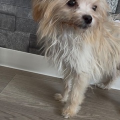 ヨーキー✖️ポメラニアン　♀４ヶ月