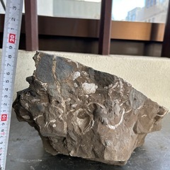 化石  貝①
の画像