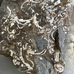 化石  貝①
の画像